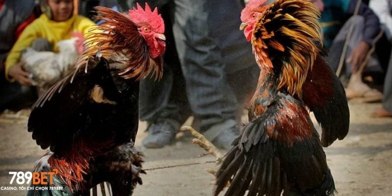 Giới thiệu tổng quan sảnh game đá gà uy tín tại 789bet