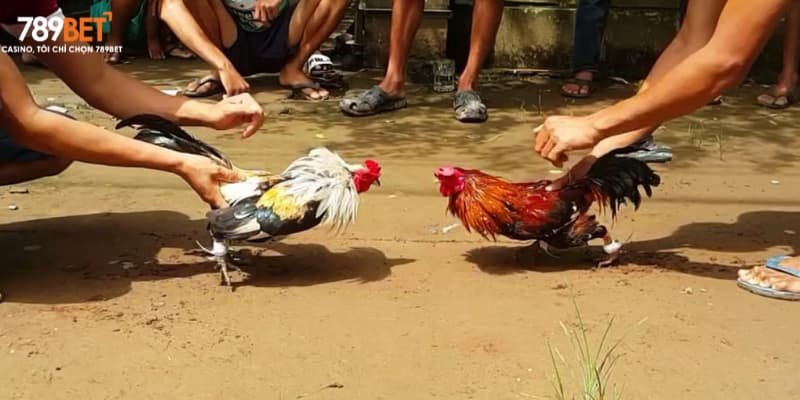 Khám phá luật chơi hình thức đá gà cựa sắt 789bet
