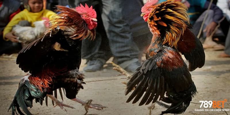 Sự thu hút trong game đá gà cựa sắt 789bet