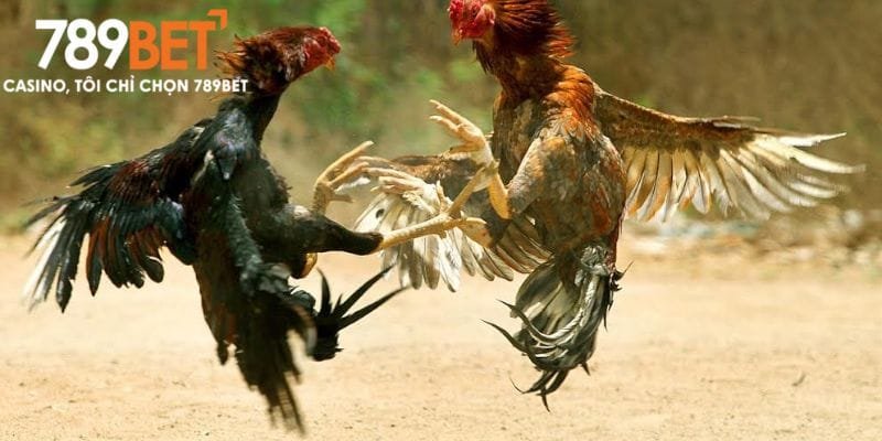 Những dòng gà chiến nổi bật trong đá gà tại 789bet
