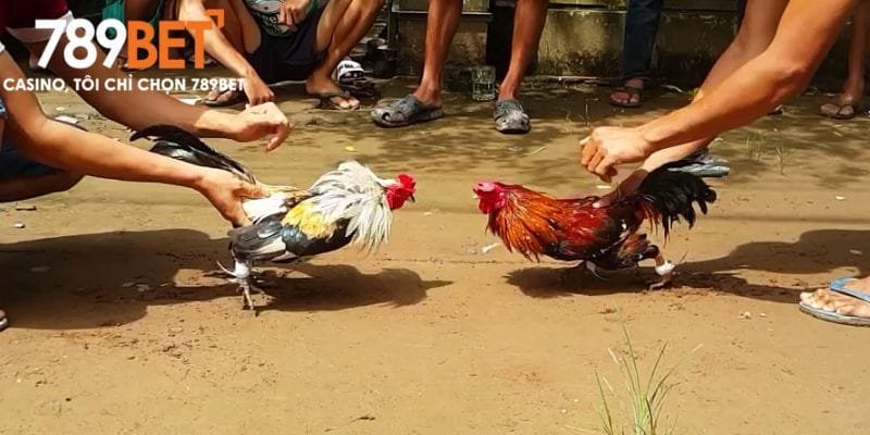 Những yếu tố tạo nên trận đá gà đỉnh cao tại 789bet