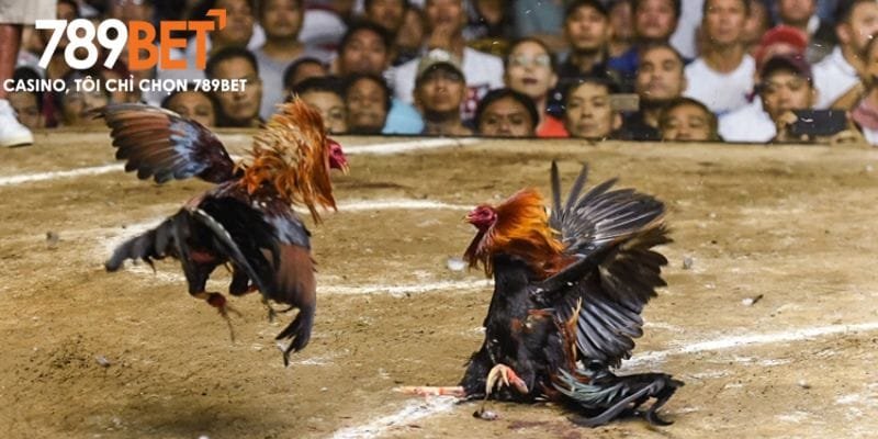 Trải nghiệm đá gà trực tuyến tại sân chơi số 1 789bet