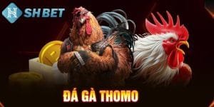 Tìm hiểu về đá gà hay nhất