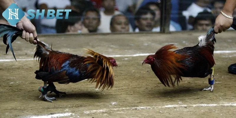 Bỏ túi các bí kíp thú vị