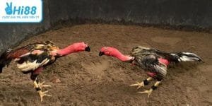 Gà đá đòn độc bền bỉ chiến thắng khiến người xem thót tim