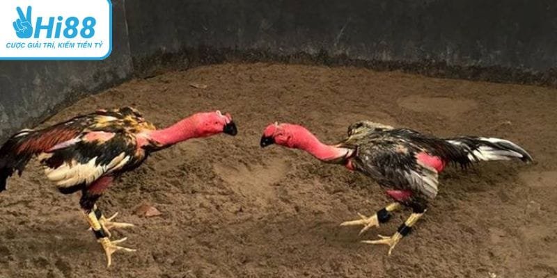 Gà đá đòn độc bền bỉ chiến thắng khiến người xem thót tim