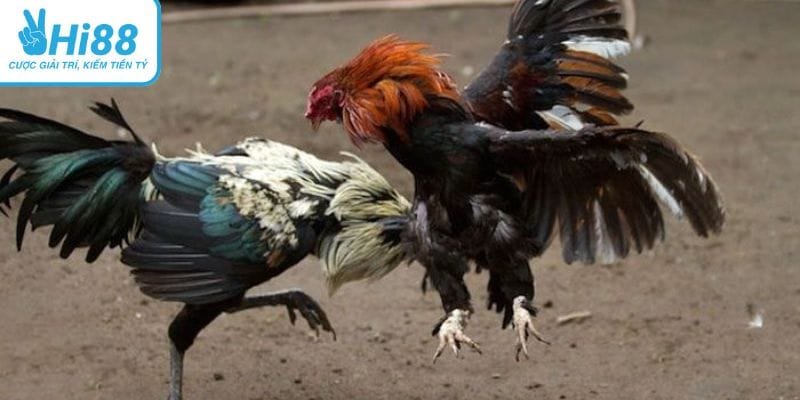 Hi88 mở ra cá cược gà đá đòn độc gay cấn nghẹt thở