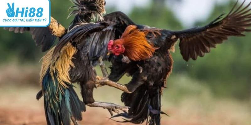 Bản năng chiến đấu sắc bén khiến gà đá đòn độc bất bại