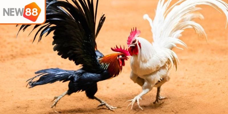 Trải nghiệm đá gà đỉnh cao hấp dẫn chỉ có tại New88