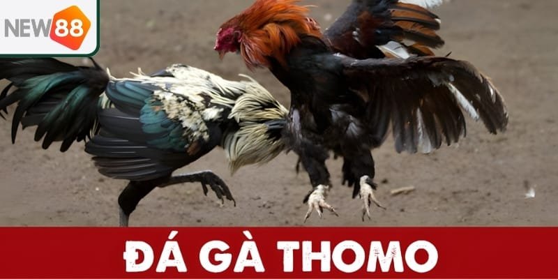 Vì sao đá gà Thomo tại New 88 lại hot đến vậy?