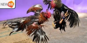 Đá gà cựa dao New88 là gì?