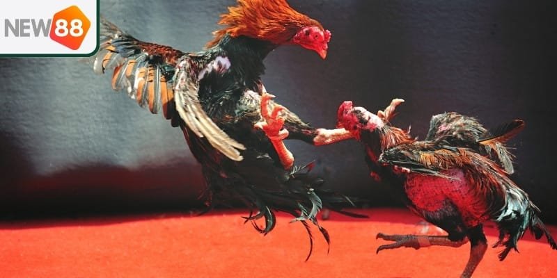 Cách tham gia cá cược đá gà Thomo tại New88 cho người mới