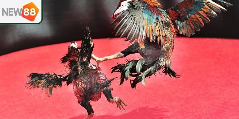 New 88 - Nền tảng đá gà cựa dao uy tín