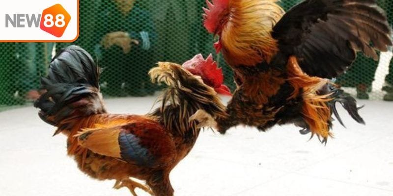 Đá gà trực tiếp kịch tính mỗi ngày cơ hội trúng thưởng lớn