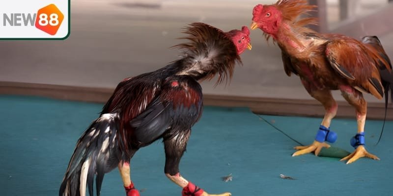Bí kíp cược đá gà Thomo tại New88 để tăng cơ hội thắng
