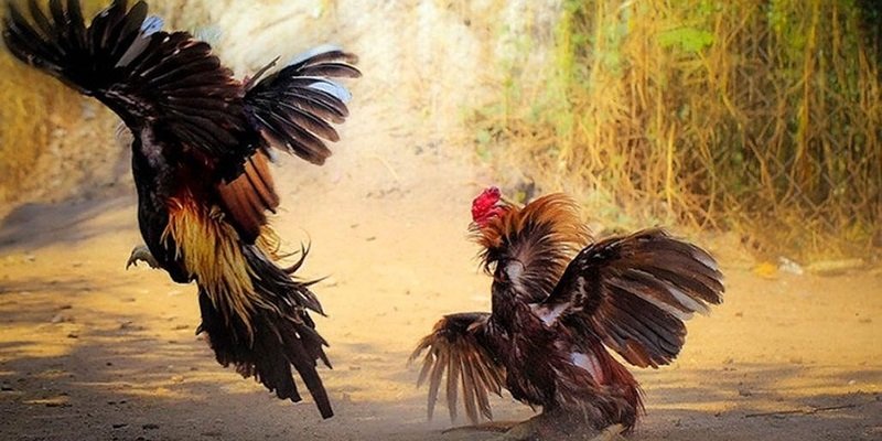 Ưu điểm nổi bật của 999Bet trong giới cá cược đá gà